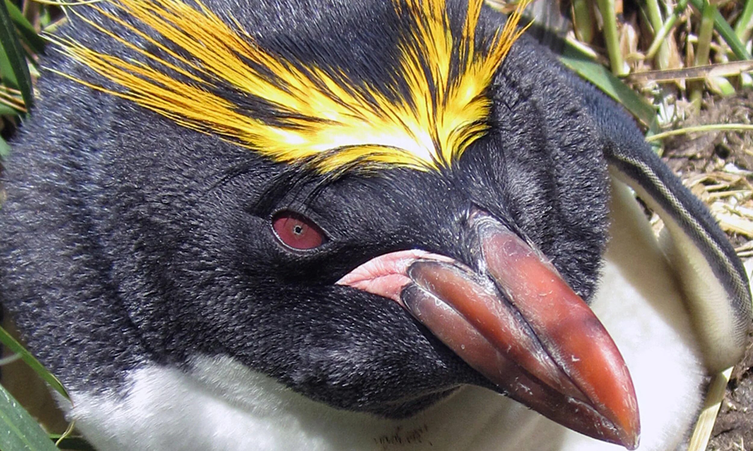 Хохлатый Шлегеля Пингвин. Пингвин макарони. Macaroni Penguin Пингвин. Пингвин с красными глазами. Какие красивые золотоволосые пингвины над глазами