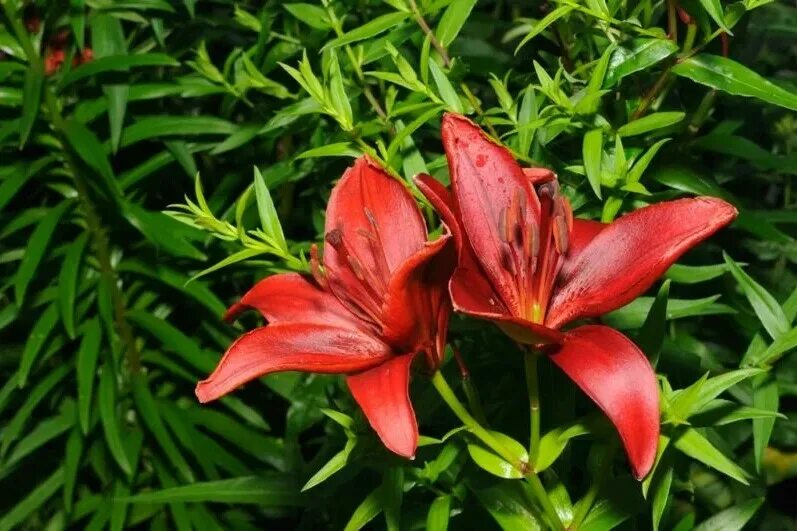 Free Images : flower, petal, red, botany, flora, lily, flowering plant, hippeast