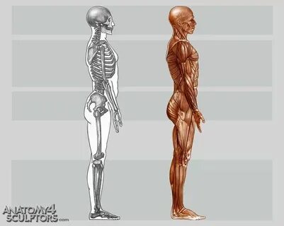 Anatomy teenwxve