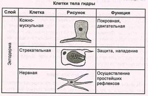 Кожно мускульные клетки. Кожно мускульные клетки гидры. Функции клеток гидры таблица. Кожно мускульные клетки у гидры служат. Клетки гидры и их функции таблица.