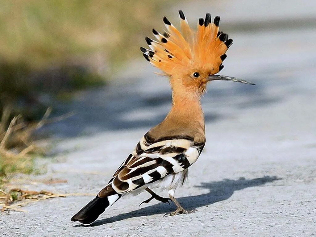 Фото удода. Памирский Удод. Удод обыкновенный. Удод (Hoopoe). Удод Крымский.