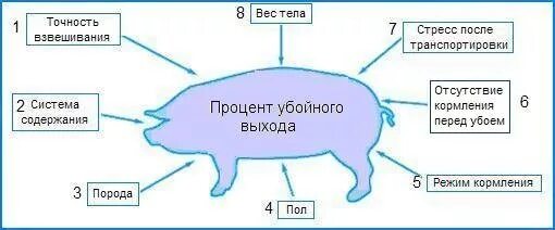 Как получить пин свиньи. Живой вес свиньи таблица выхода мяса. Выход мясо свинина в процентах. Выход мяса у свиньи. Сколько отходов у свиньи.