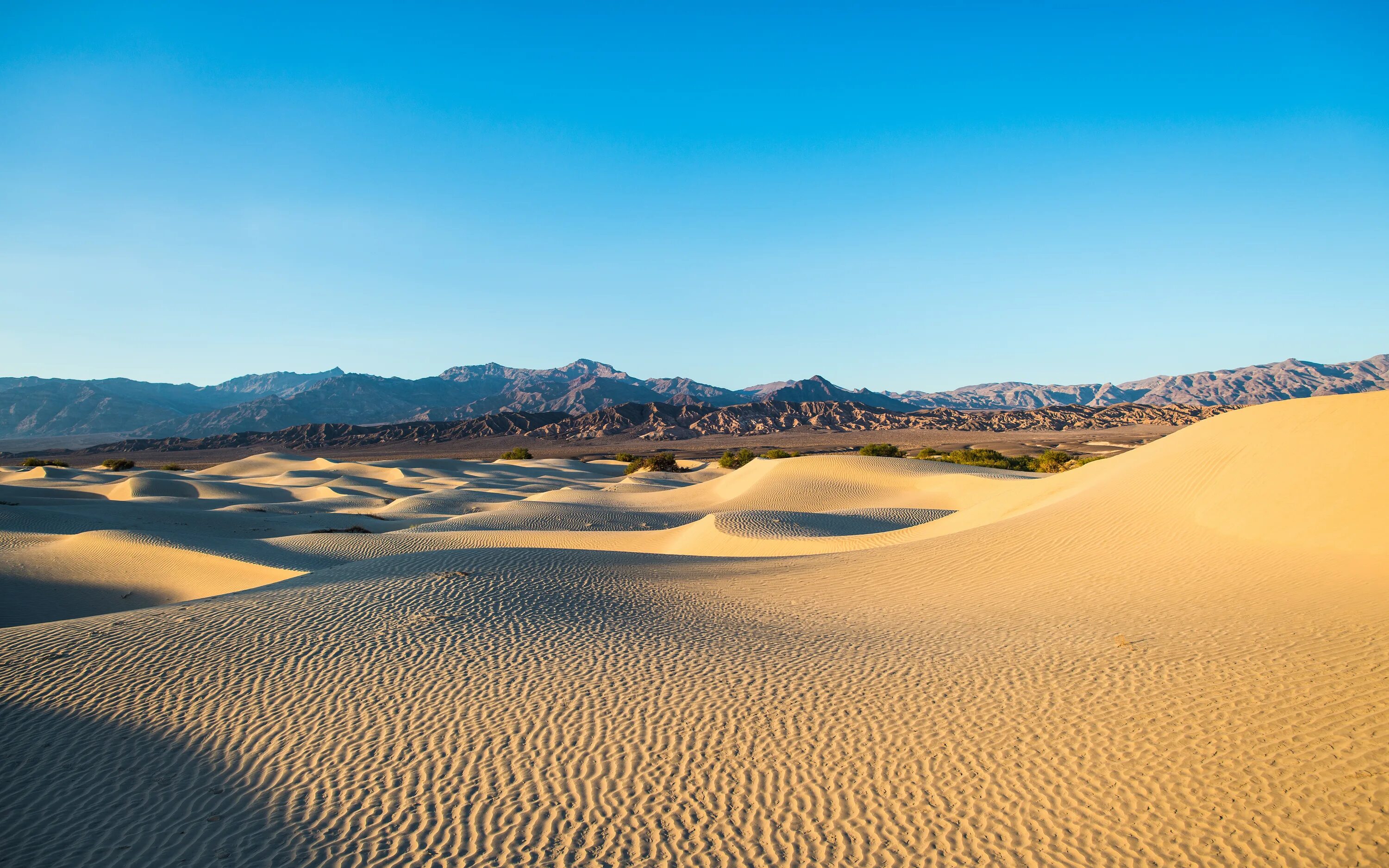 Чарская пустыня. Чарские Пески Оазис. Пустыня Барханы Оазис. Дюны Гоби.