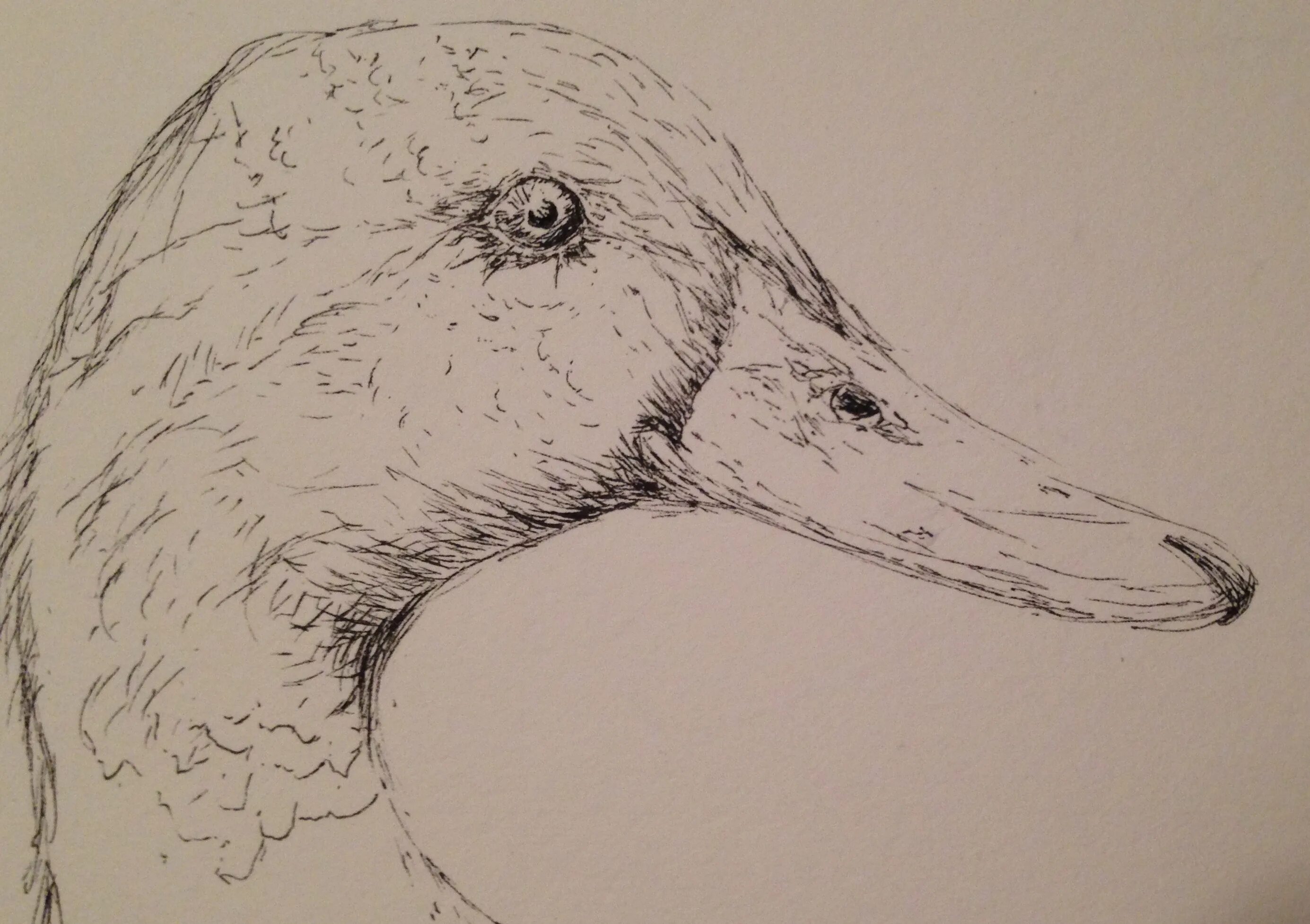 утка карандашом