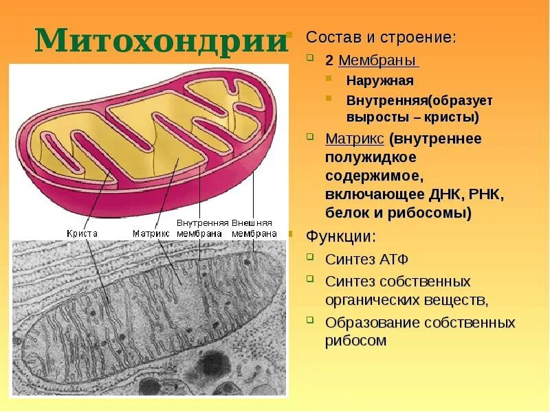 Описание строения митохондрии. Кристы и Матрикс митохондрий. Структура Крист митохондрий. Состав и строение митохондрии. Митохондрии состав строение и функции.