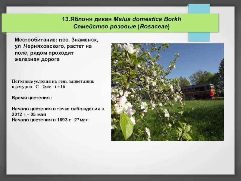 Изложение дика. Изложение Дикая Яблонька. Алешина яблоня изложение. Дикая Яблонька изложение 4 класс. Изложение яблоня.