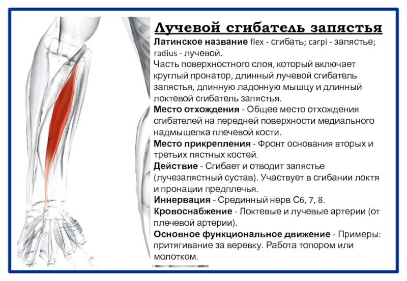 Сгибатель латынь. Круглый пронатор мышца предплечья. Длинный лучевой разгибатель запястья мышца. Локтевой разгибатель запястья кровоснабжение. Локтевой сгибатель кисти иннервация.