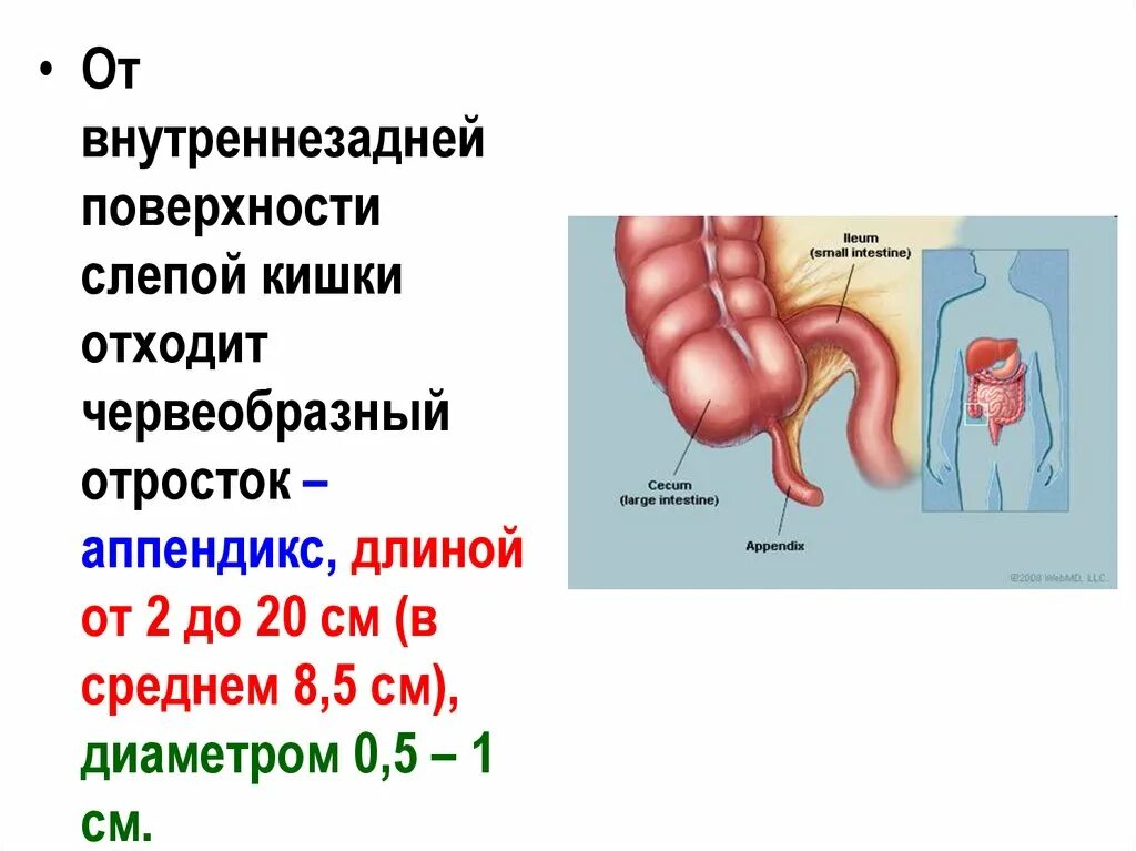 Общая длина толстой кишки. Аппендикс это отросток слепой кишки. Червеобразный отросток толстой кишки. Червеобразный отросток аппендикс отходит от кишки. Слепая кишка и червеобразный отросток.