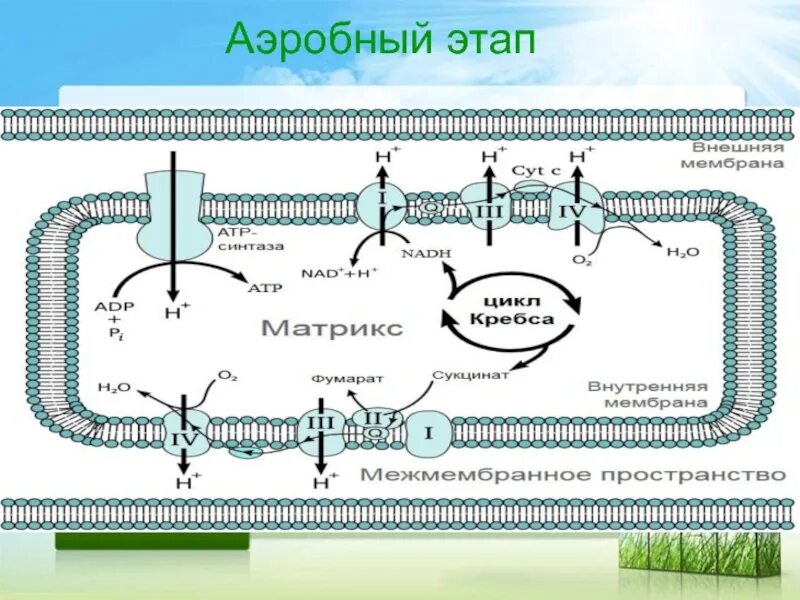 Схема аэробного метаболизма в клетках микроорганизмов. Внутриклеточный метаболизм. Этапы аэробных организмов. Аэробное соединение