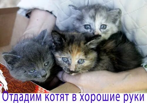 Раздать котят в добрые руки. Отдам котят. Отдам в хорошие руки котята очень добрые. Картинки отдам котенка в добрые руки. Котята в добрые самара