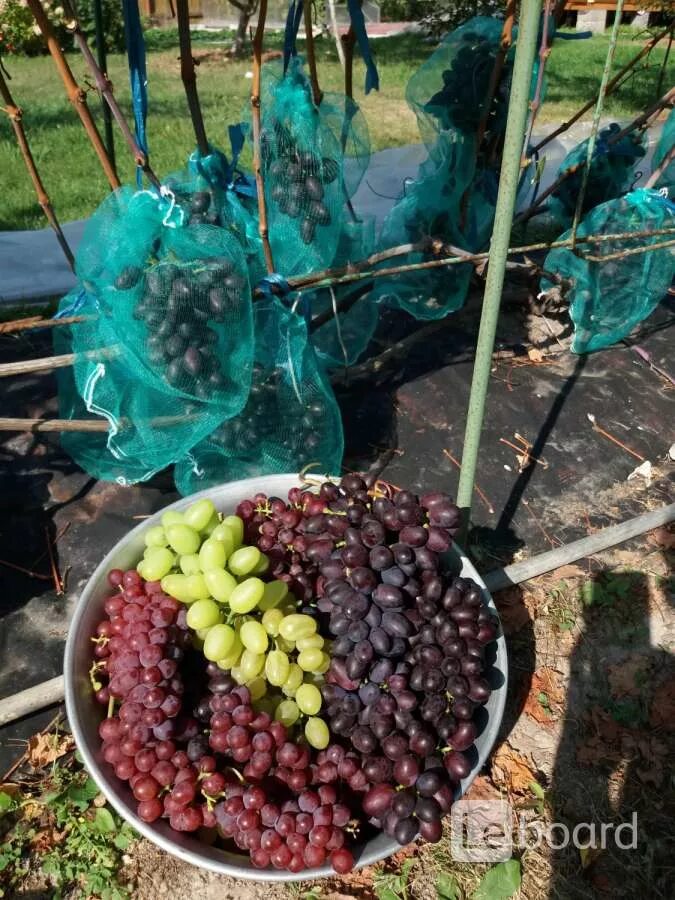 Виноград в Подмосковье. Виноград чубуки Подмосковье. Виноград кишмиш в Подмосковье выращивание.