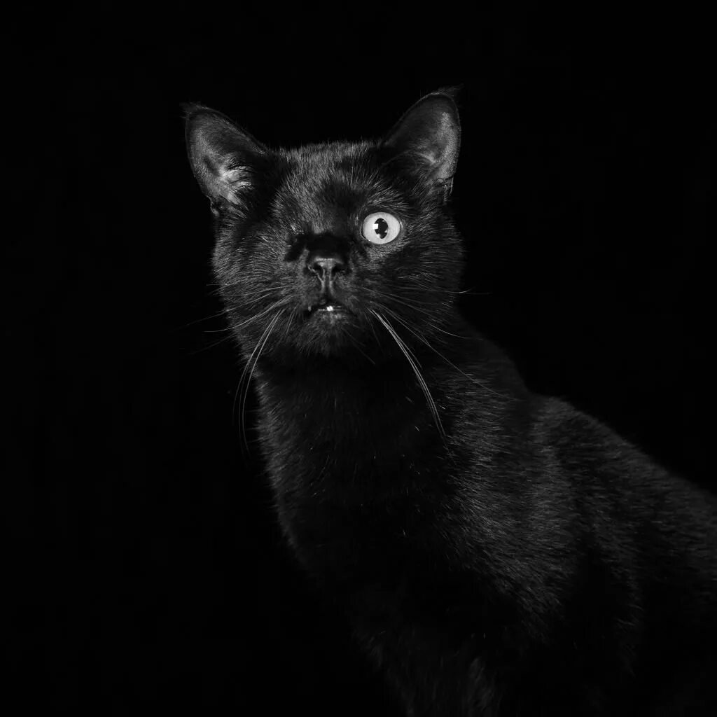 Картинка кот на черном фоне. Черные коты. кошка на черном фоне. кот на темном фоне.