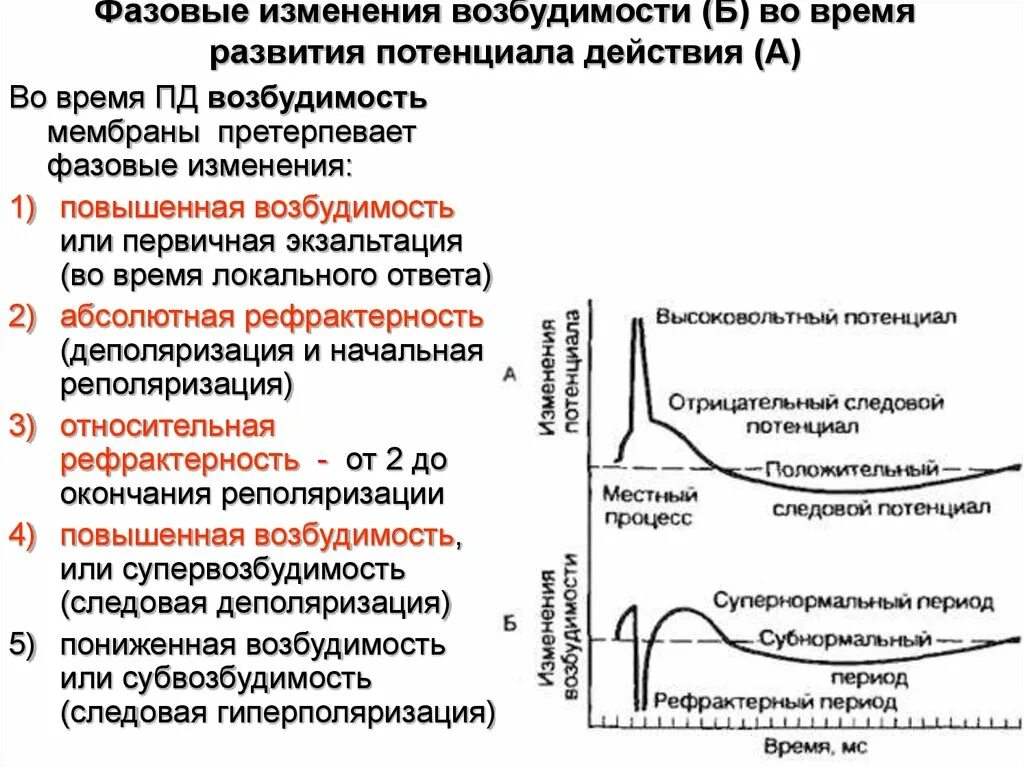 Соотношение фаз возбудимости с фазами потенциала действия. Фазы потенциала действия и фазы возбудимости. Фазы потенциала действия мышечного волокна. Фазы потенциала действия таблица. Типы пд