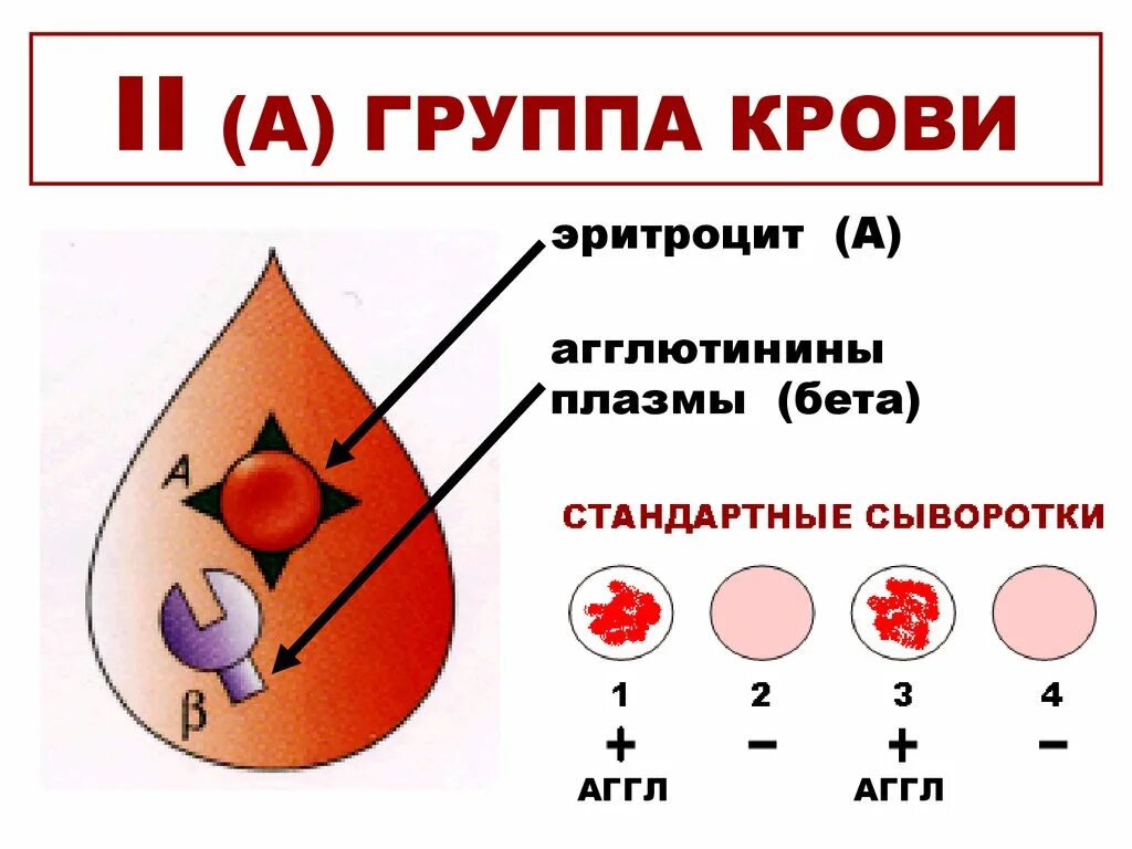 2 Группа крови. Люди со 2 группой крови. Gruppa krova. Кровь группы крови.