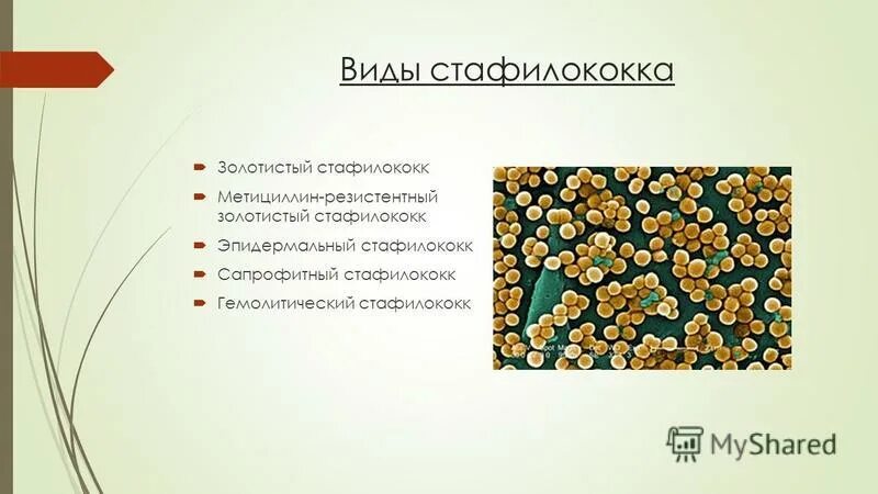 Стафилококки микробиология семейство. Стафилококк тип питания. Золотистый стафилококк характеристика морфология. Стафилококк тип питания. Стафилококки (род staphylococcus).