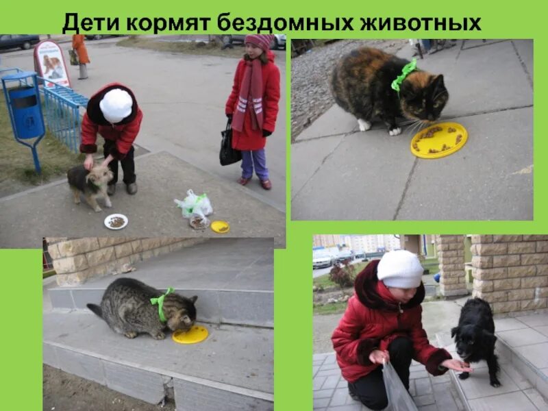 Накорми бездомных животных. Дети кормят бездомных животных. подкармливать бездомных животных. дети подкармливают бездомных животных.