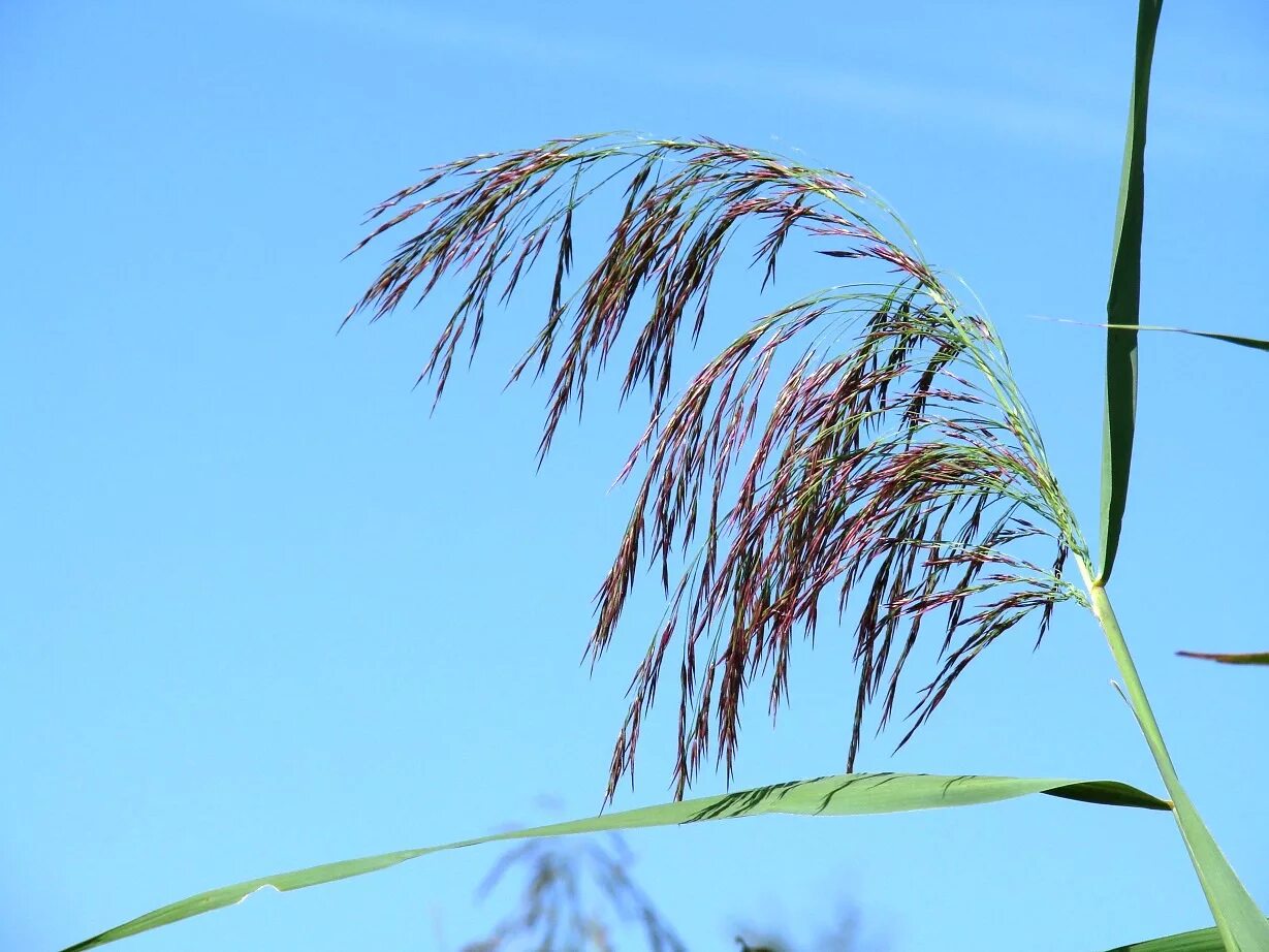 Тростник южный. Тростник Южный phragmites Australis. Тростник Южный (phragmítes Austrális). Тростник обыкновенный phragmites Australis. Тростник обыкновенный (phragmites communis.