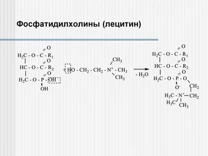 Фосфатидилхолин