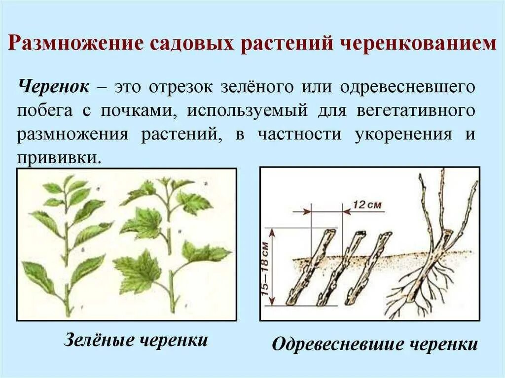 Что делать размножаться. Отводки вегетативное размножение. Вегетативное размножение растений черенкование. Метод размножения черенкование. Вегетативное размножение декоративных растений черенками.