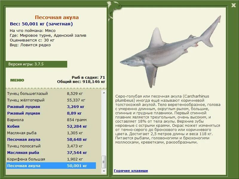 Плотное сложение. Средний вес акулы. Серая акула размер. Большеносая серая акула. Сколько весит акула.