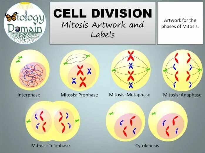 Div cell. Mitosis interphase. деление клетки. cell mitosis. cell division.