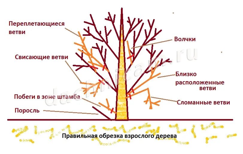 Схема обрезки яблони весной. Обрезка плодовых деревьев весной. Обрезать яблоню весной правильно. Омолаживающая обрезка яблони весной схема.