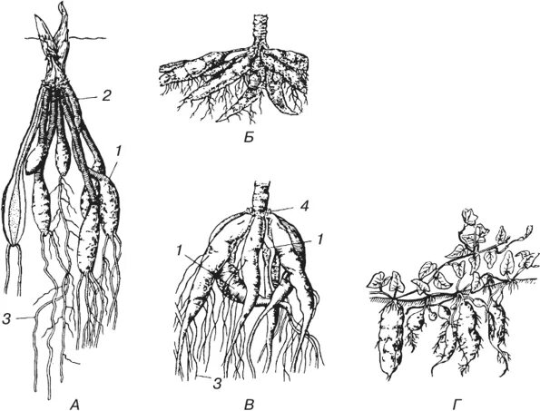 Гипогеогенное корневище. Клематис корни клубни. Корневые клубни чистяка весеннего строение. Корневые шишки батата. Георгин корневые шишки.