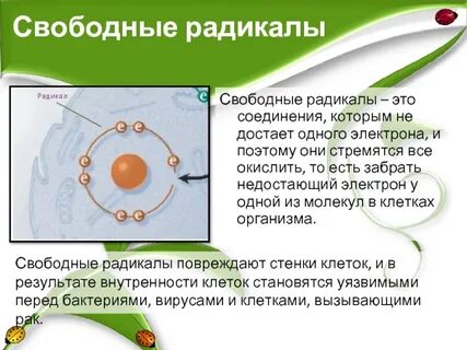 Радикал в биологии