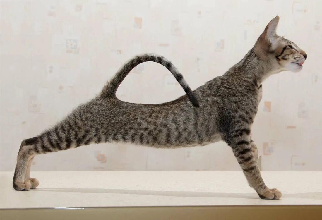 кошка в коробке. кот распушил хвост. красный тикированный мейн кун. длинный котенок. мейн кун полосатый.