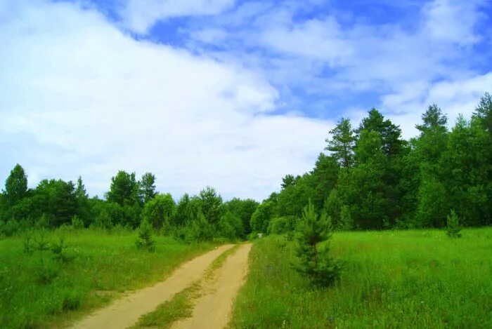 Деревня рютино тверская область. Саранск участок. Каширский район деревни. Участок примыкает к лесу. Сухая лесная трава.