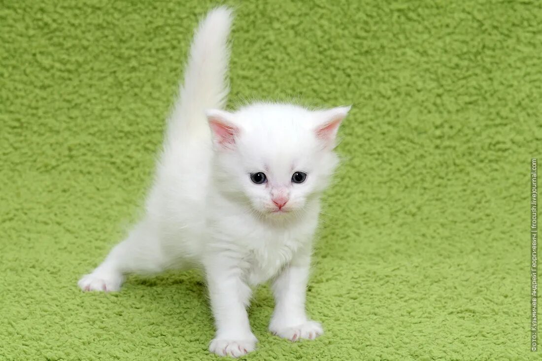 Беленьких котиков. Мейн кун белый. Белый котенок. Белоснежный котенок. Кошки маленькие белые.