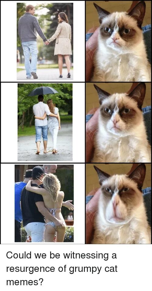 Even the cat. Мемы с кошками. grumpy cat мемы. история grumpy cat. угрюмый кот мемы.