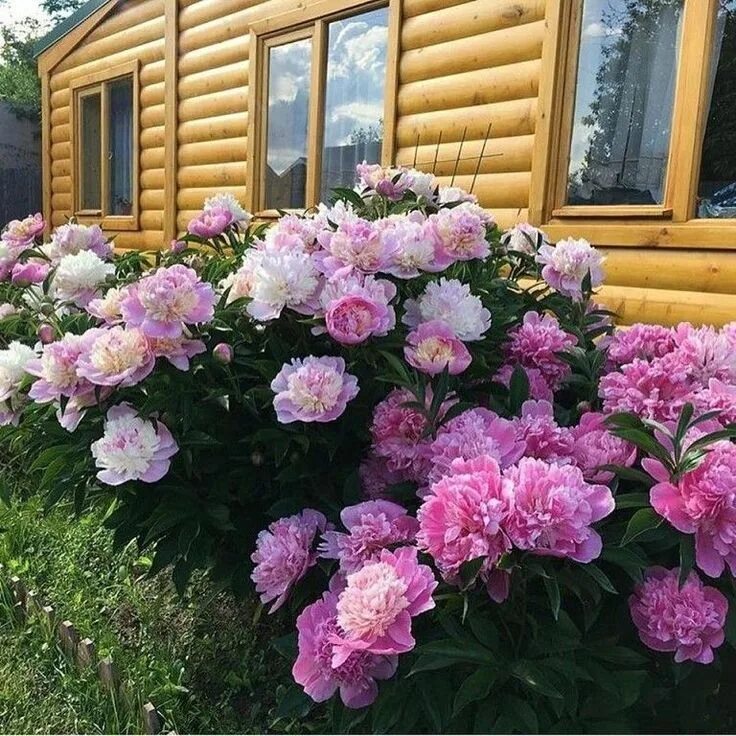 пионы И ХВОЙНЫЕ в садовом дизайне: 6 тыс изображений найдено в Яндекс.Картинках 