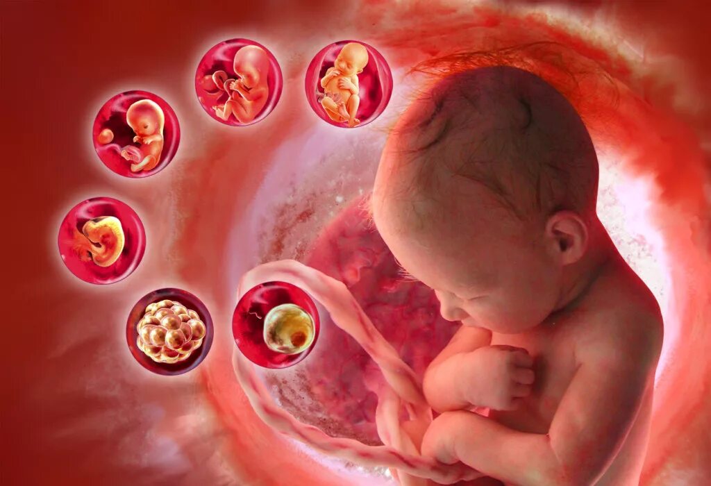 Внутриутробная жизнь ребенка. Период имплантации внутриутробного развития. Внутрецтробгый периоды.