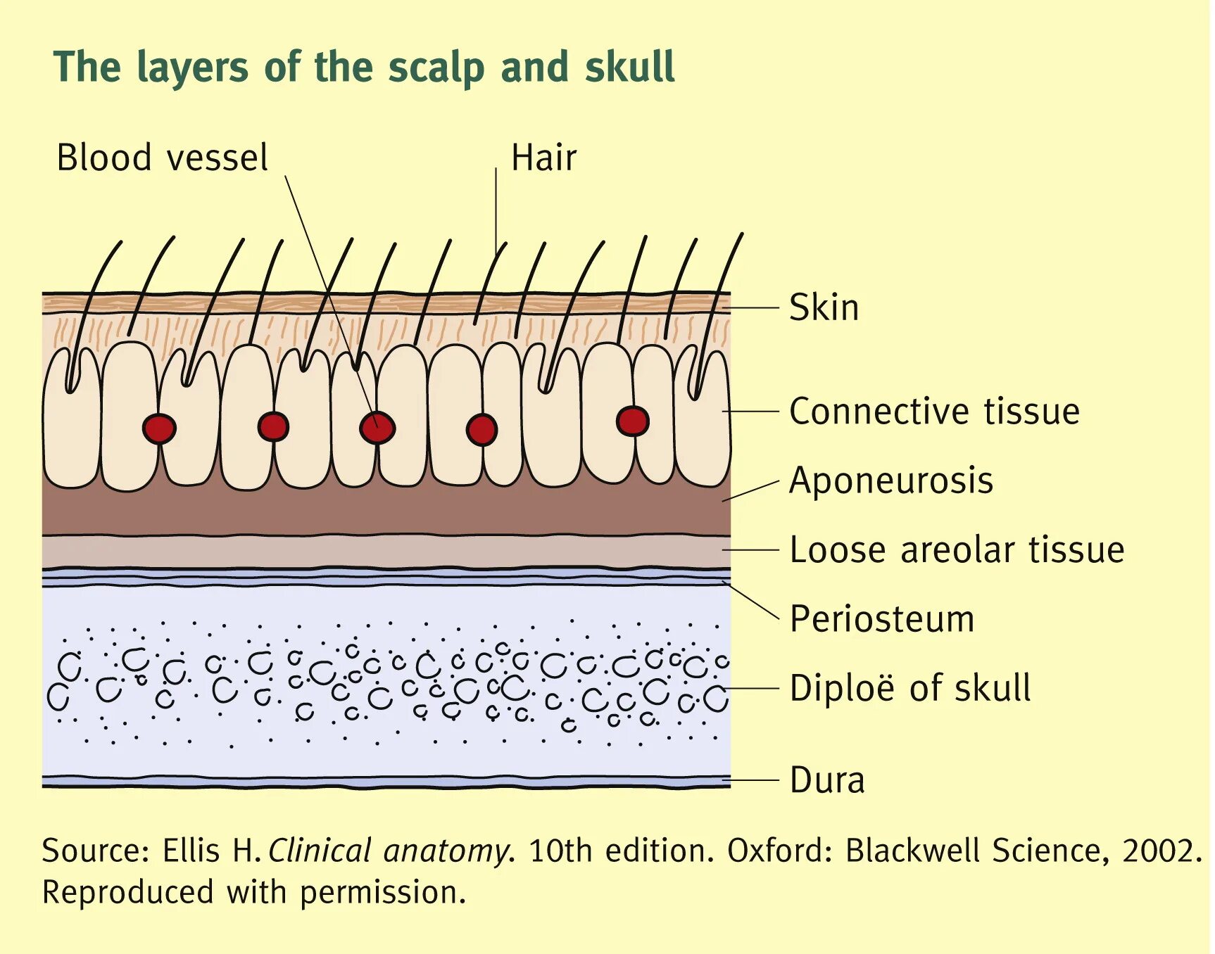 Scalp аббревиатура анатомия. Scalp перевод