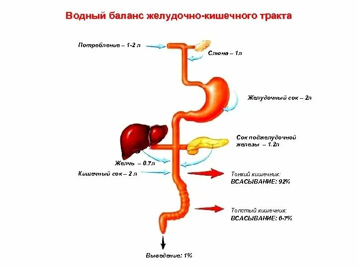 Органы желудочно-кишечного тракта. Состав соков. Схема ЖКТ. Схема передвижения пищи по пищеварительному тракту.