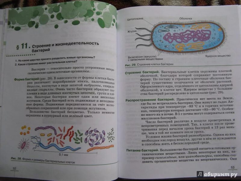 Бактерии 5 класс пасечник. "бактерии. В. Бактерия строение пасечник. Строение и жизнедеятельность бактерий.