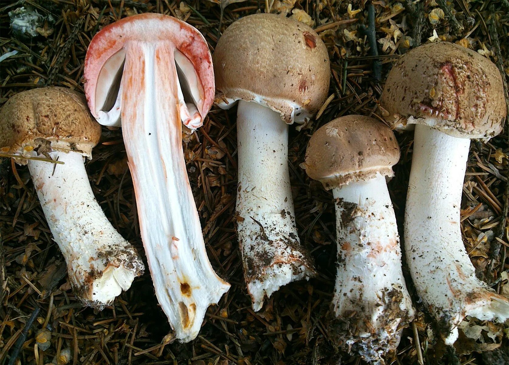 California Fungi: Agaricus xanthodermus