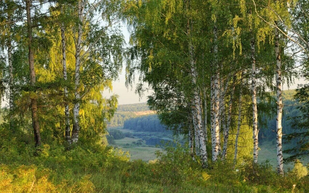 Российские просторы березы Есенин. Березовая Русь Есенина. Берёзовая роща и река. За тихой рекою в березовой роще