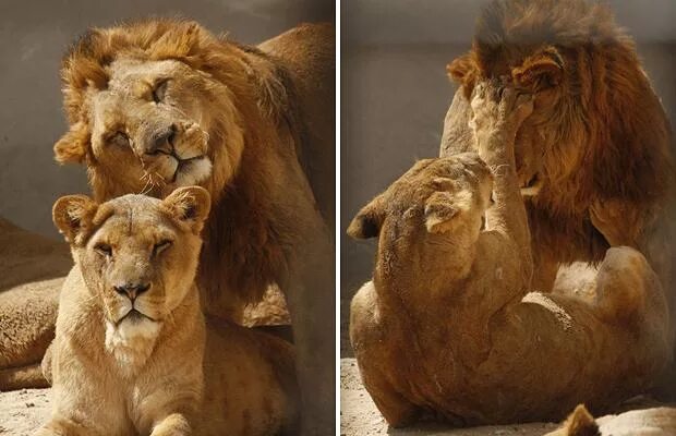 Можно считать что львы. Мой Лев. Львица склонила голову перед львом. Львица сидит на голове Льва. Львица сидит на голове Льва фото.