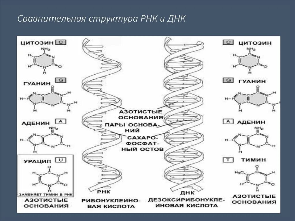 Соединения днк и рнк. Структура ДНК И РНК. Строение и структура ДНК И РНК. Структура дезоксирибонуклеиновой кислоты (ДНК).. Строение молекулы ДНК И РНК кратко.