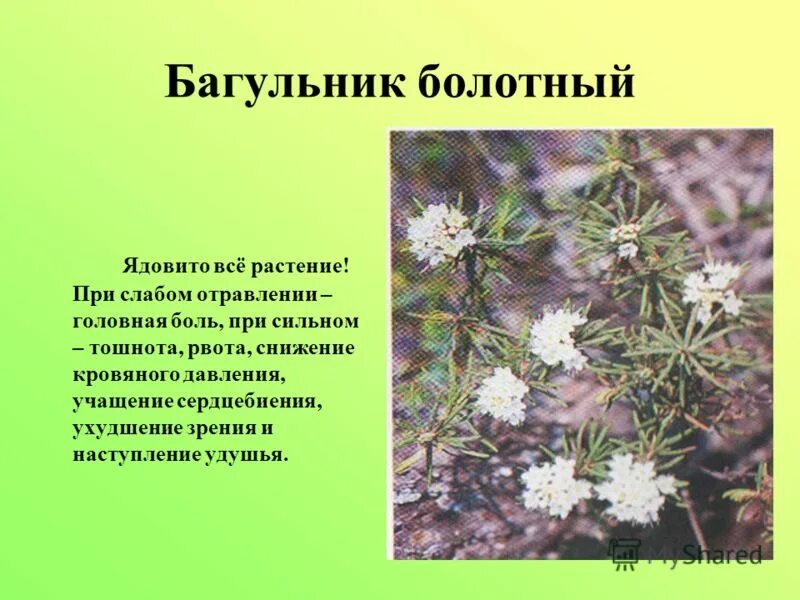 ). Белокрыльник болотный ягода. Багульник ядовитое растение. Белокрыльник болотный красные ягоды. Белокрыльник болотный ядовитый.