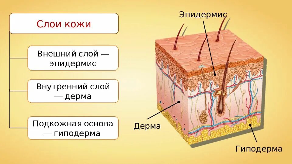 Ороговевший эпидермис. Кожа состоит из 3 слоев эпидермис дерма и гиподерма. слои кожного покрова эпидермис. эпидермис дерма подкожная клетчатка. строение слоя дермы кожи человека.