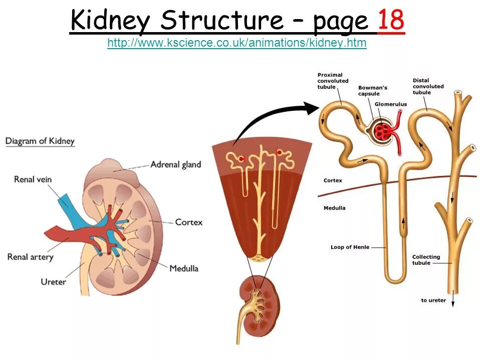 Kidney structure. External structure of Kidney. Human Kidney structure. The Internal structure of the Kidney. Кролог