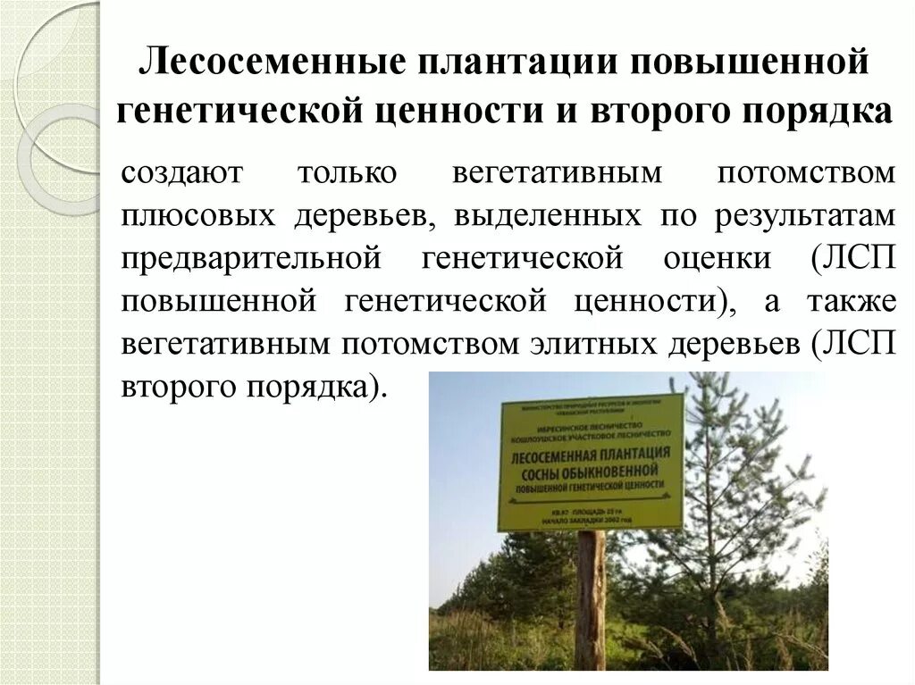 Проект организации лесосеменной плантации Завершены натурные обследования лесных питомников