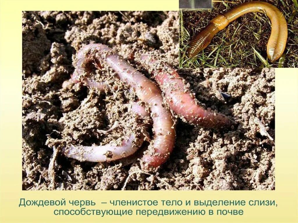 Почва среда обитания растений. Черви обитатели почвенной среды. почвенная среда обитания. почвенная среда жизни обитатели. почвенная среда жизни приспособления к среде.