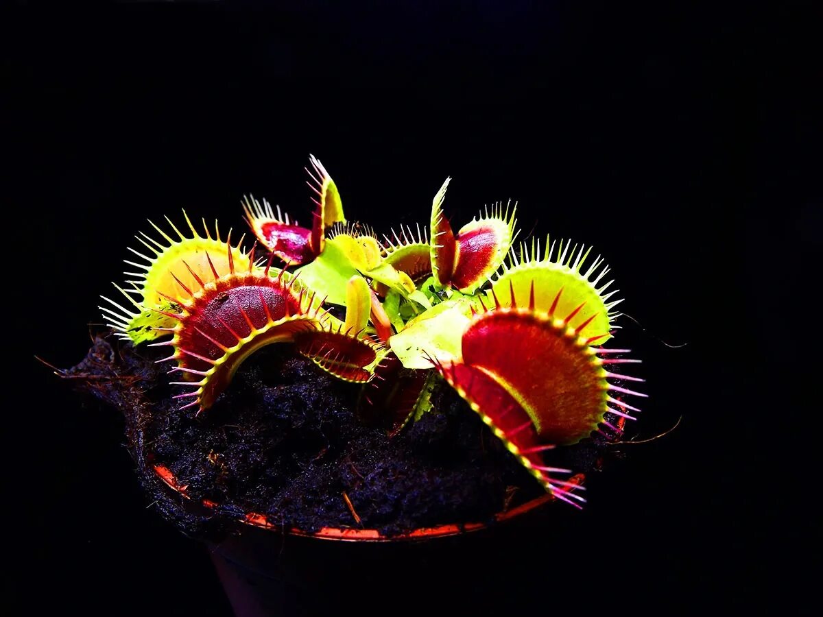 Росянка и Дионея. Росянка и Венерина мухоловка. Дионея мухоловка. Dionaea muscipula цветы