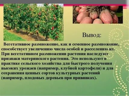 Сорта размножение