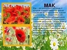 Мак полевой описание для детей. Мак цветок описание. Сообщение о маке. Рассказ про Мак