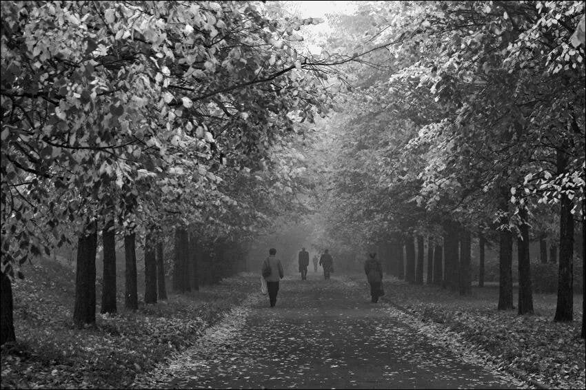 Осенние черно белый. Черно белая аллея. Пейзаж с дорогой черно белый. Белые аллеи. Черно белый пейзаж.